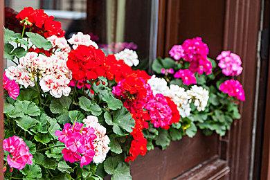 《空洞骑士：丝之歌》定价20美元 粉丝认为太低要求涨价